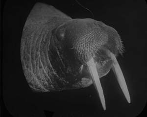 Image of Walrus head